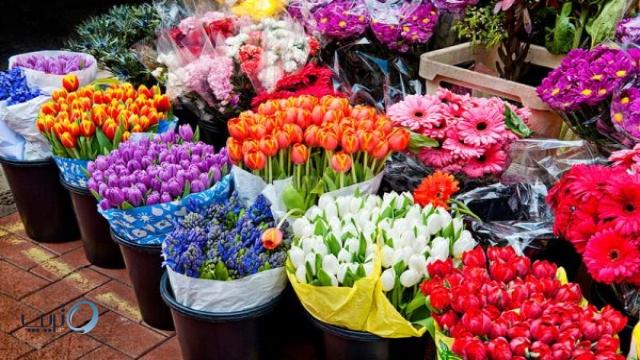بازار گل تهران گشت و گذار به دنیایی متنوع و زیبا